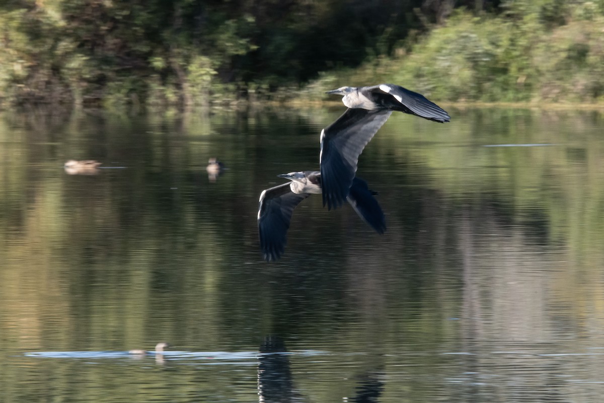 Pacific Heron - ML623066536