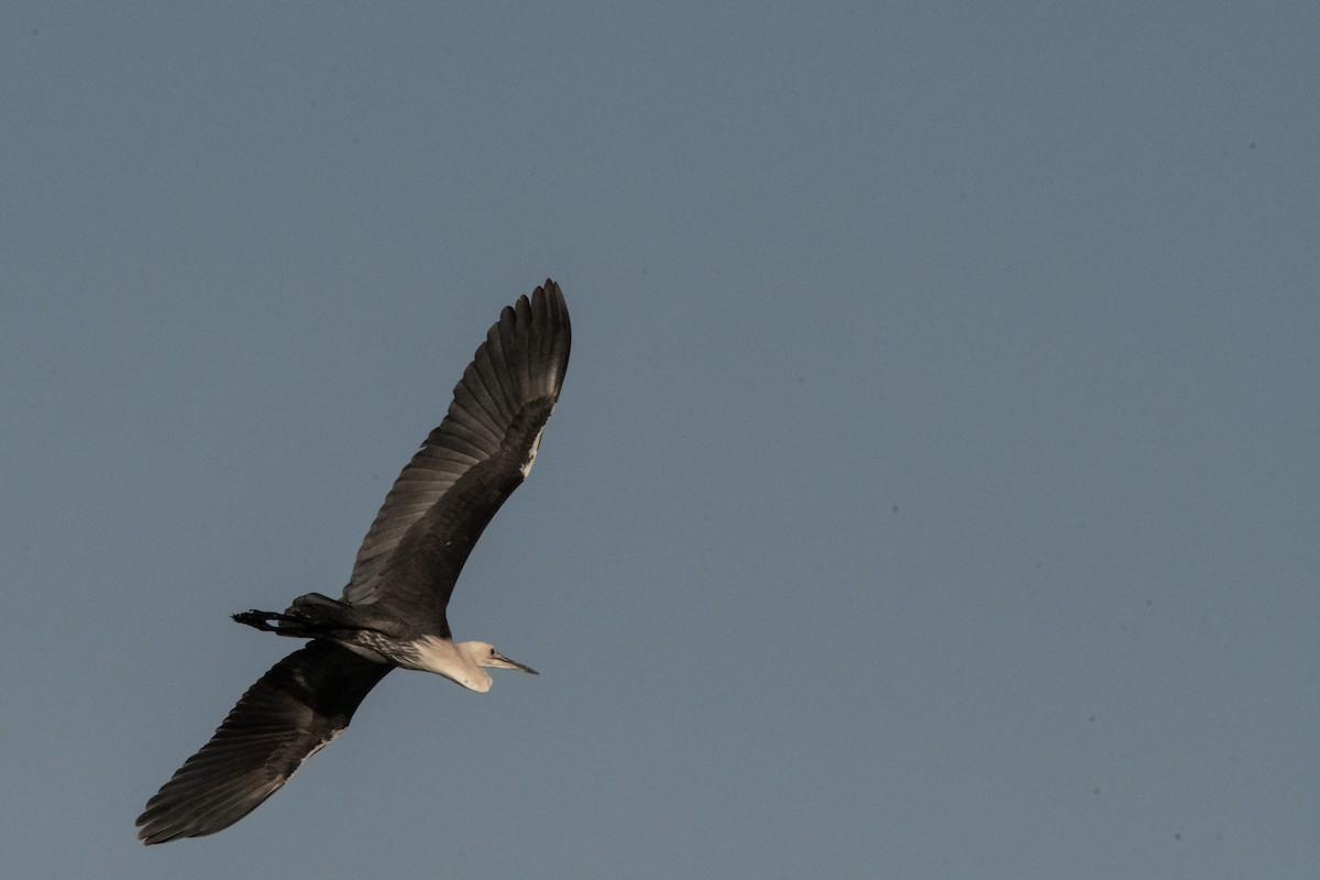 Pacific Heron - Owen  Lawton