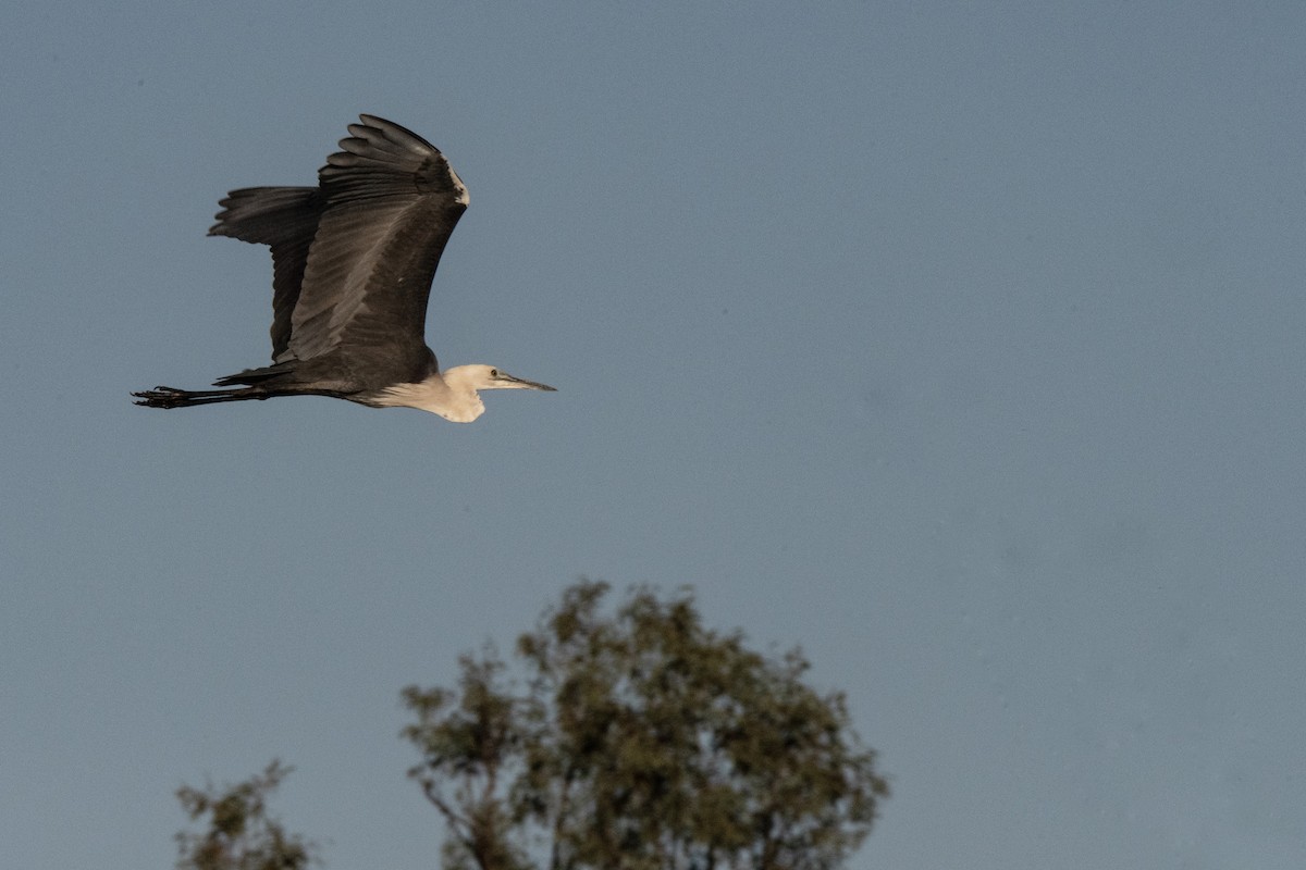 Pacific Heron - Owen  Lawton