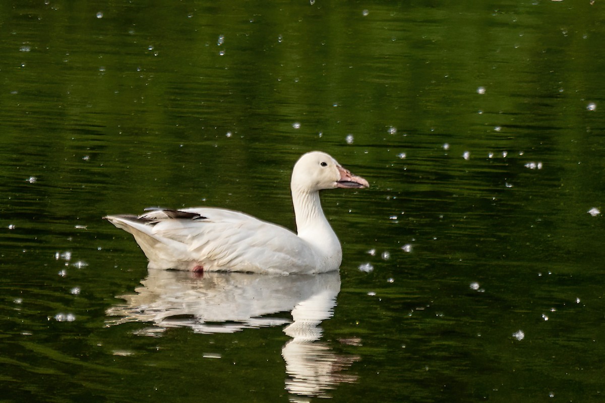 Snow Goose - ML623066544