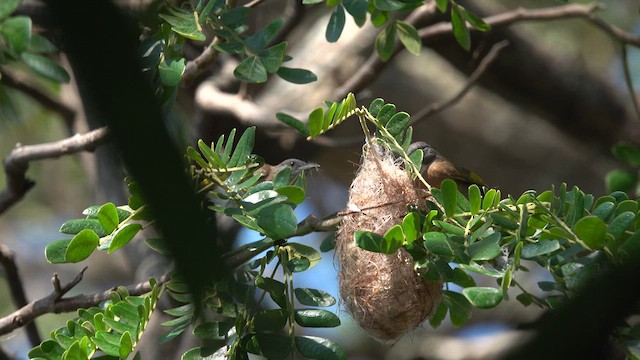 Мієлєро білогорлий - ML623066573