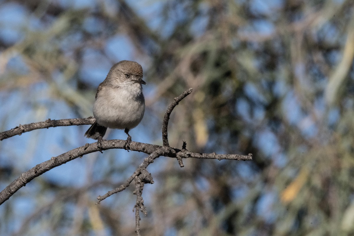 Chestnut-rumped Thornbill - ML623066574