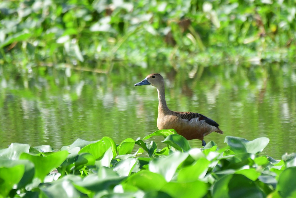 Lesser Whistling-Duck - ML623066609