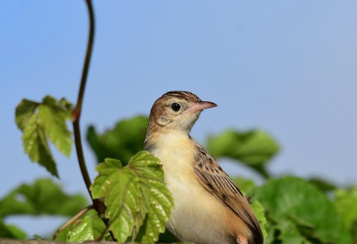 Zitting Cisticola - ML623066618