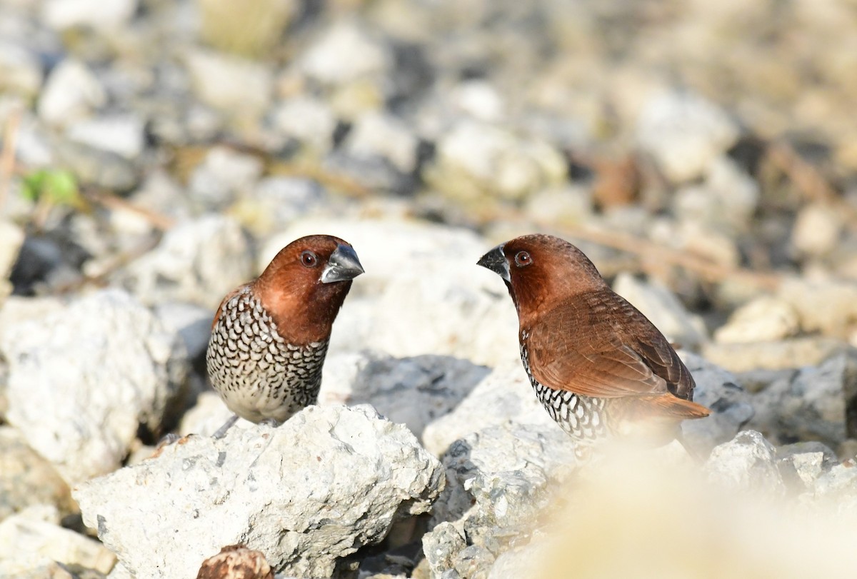 Scaly-breasted Munia - ML623066623