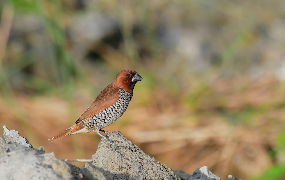 Scaly-breasted Munia - ML623066624