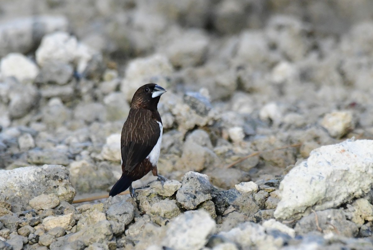 White-rumped Munia - ML623066626