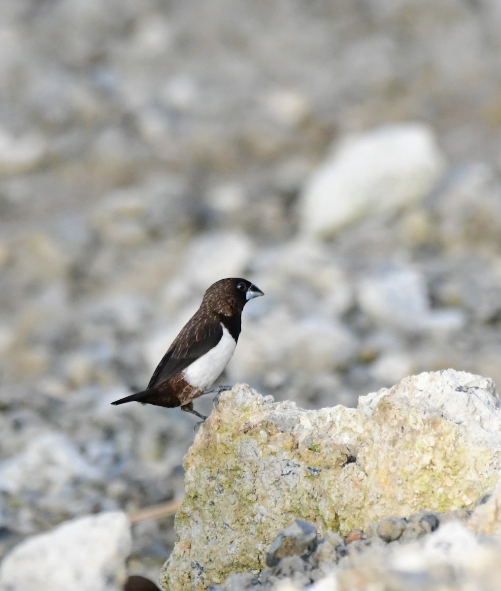 White-rumped Munia - ML623066627