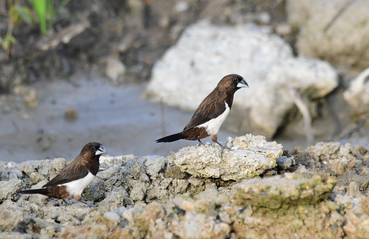 White-rumped Munia - ML623066628