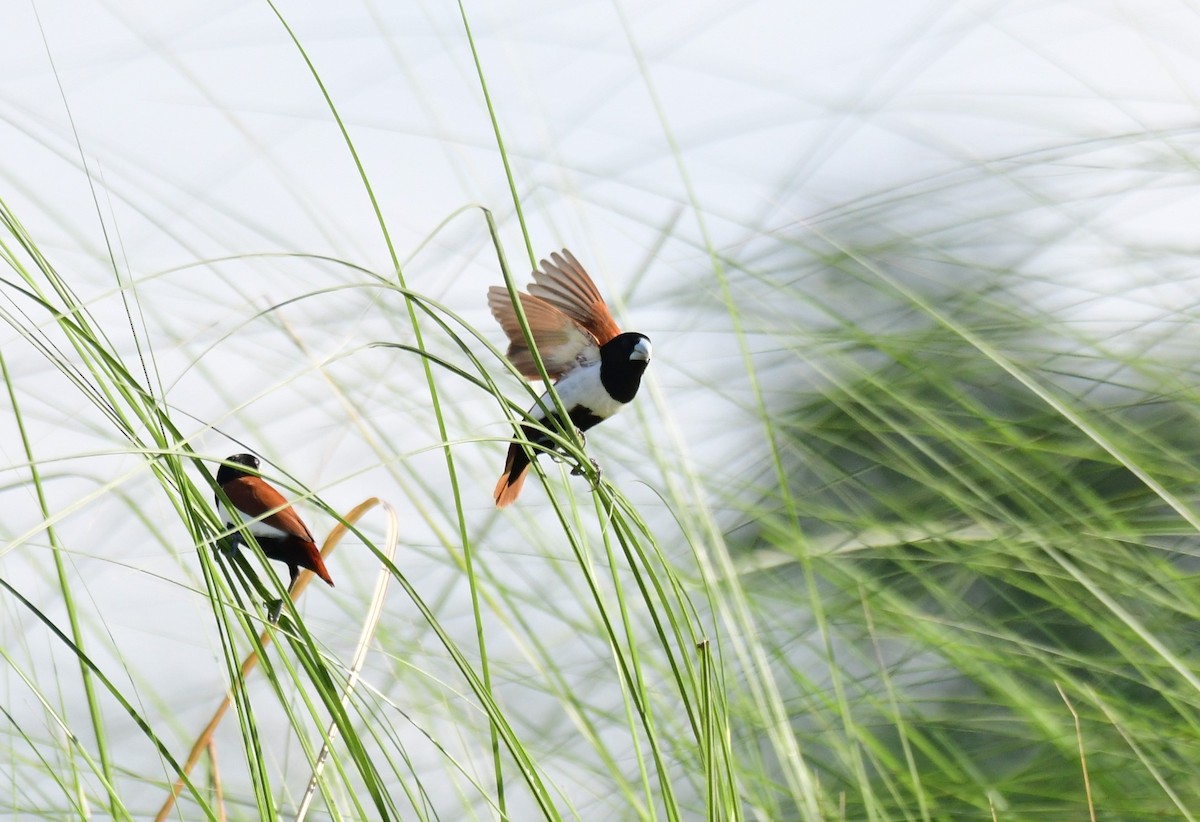 Tricolored Munia - ML623066635