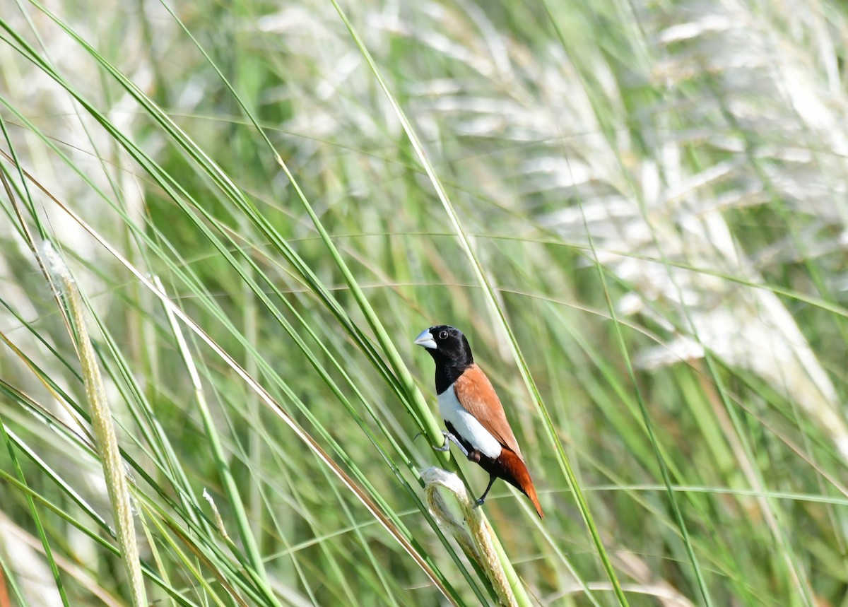 Tricolored Munia - ML623066636