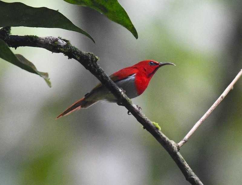 Temminck's Sunbird - ML623066679