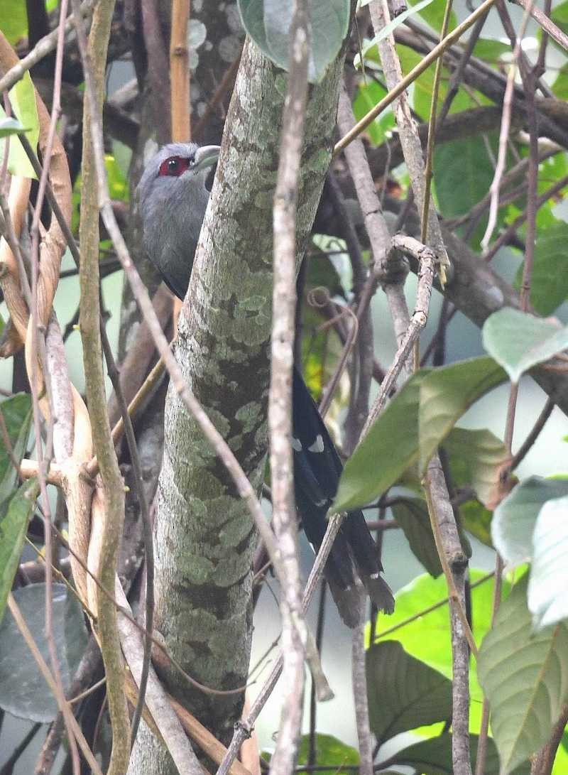 Black-bellied Malkoha - ML623066695