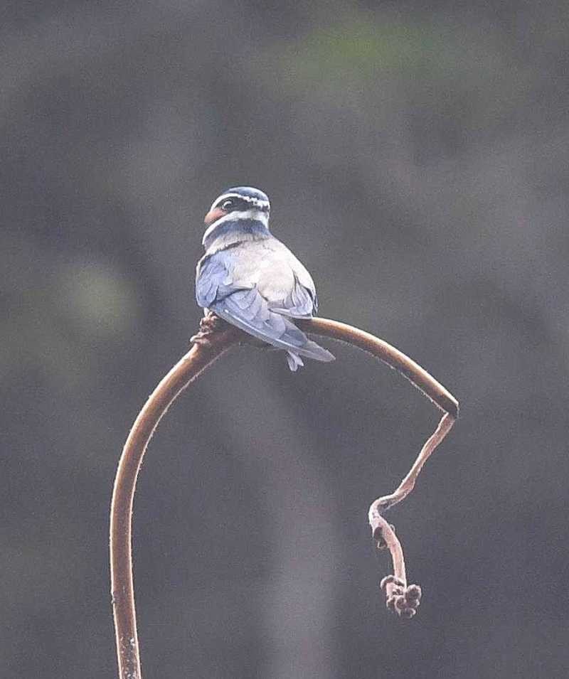 Whiskered Treeswift - Abhinand C