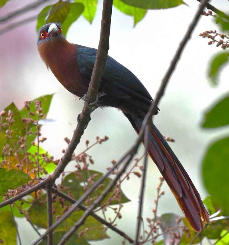 Chestnut-breasted Malkoha (Chestnut-breasted) - Abhinand C