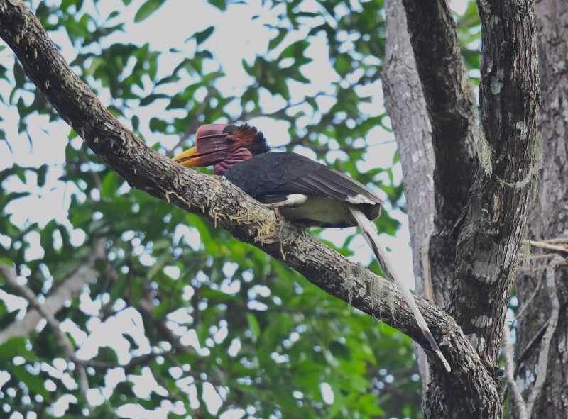 Helmeted Hornbill - ML623066751