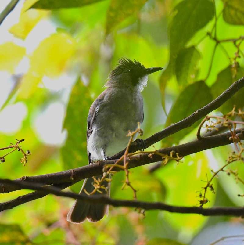 Cinereous Bulbul - ML623066755