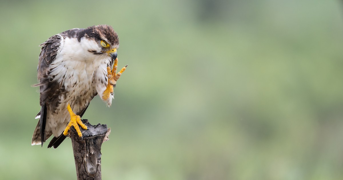 Falco laggar - ML623066787