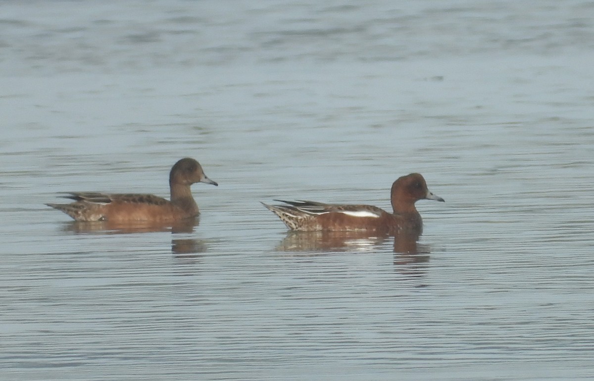 Eurasian Wigeon - ML623066884