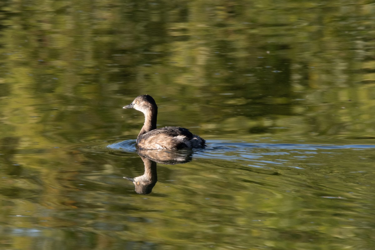 Australasian Grebe - ML623066996