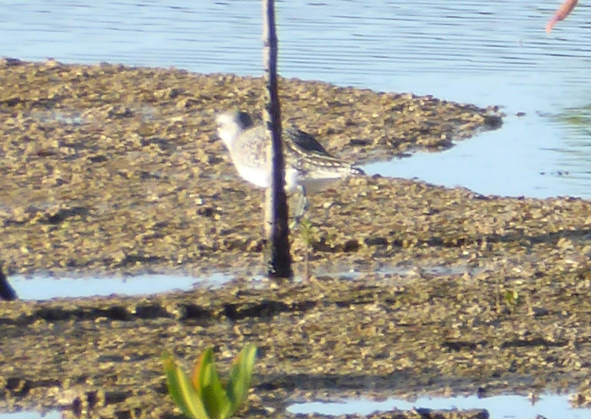 Black-bellied Plover - ML62306701