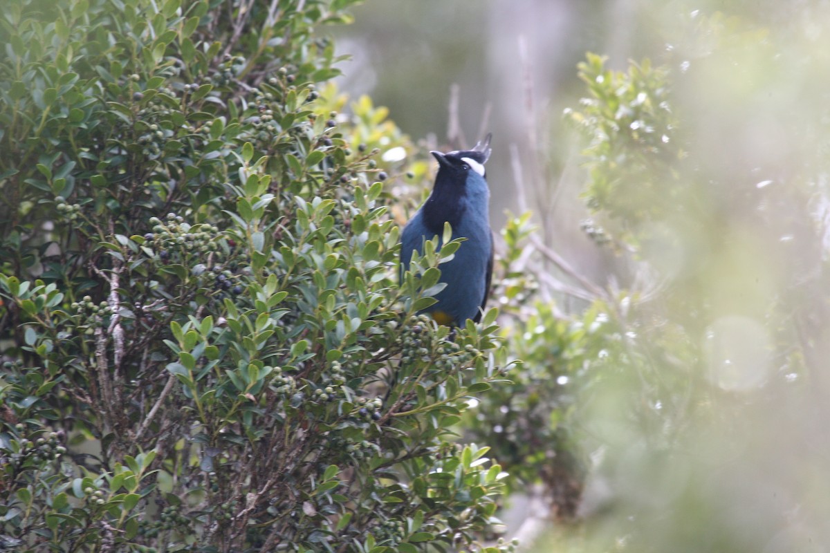 Western Crested Berrypecker - ML623067071