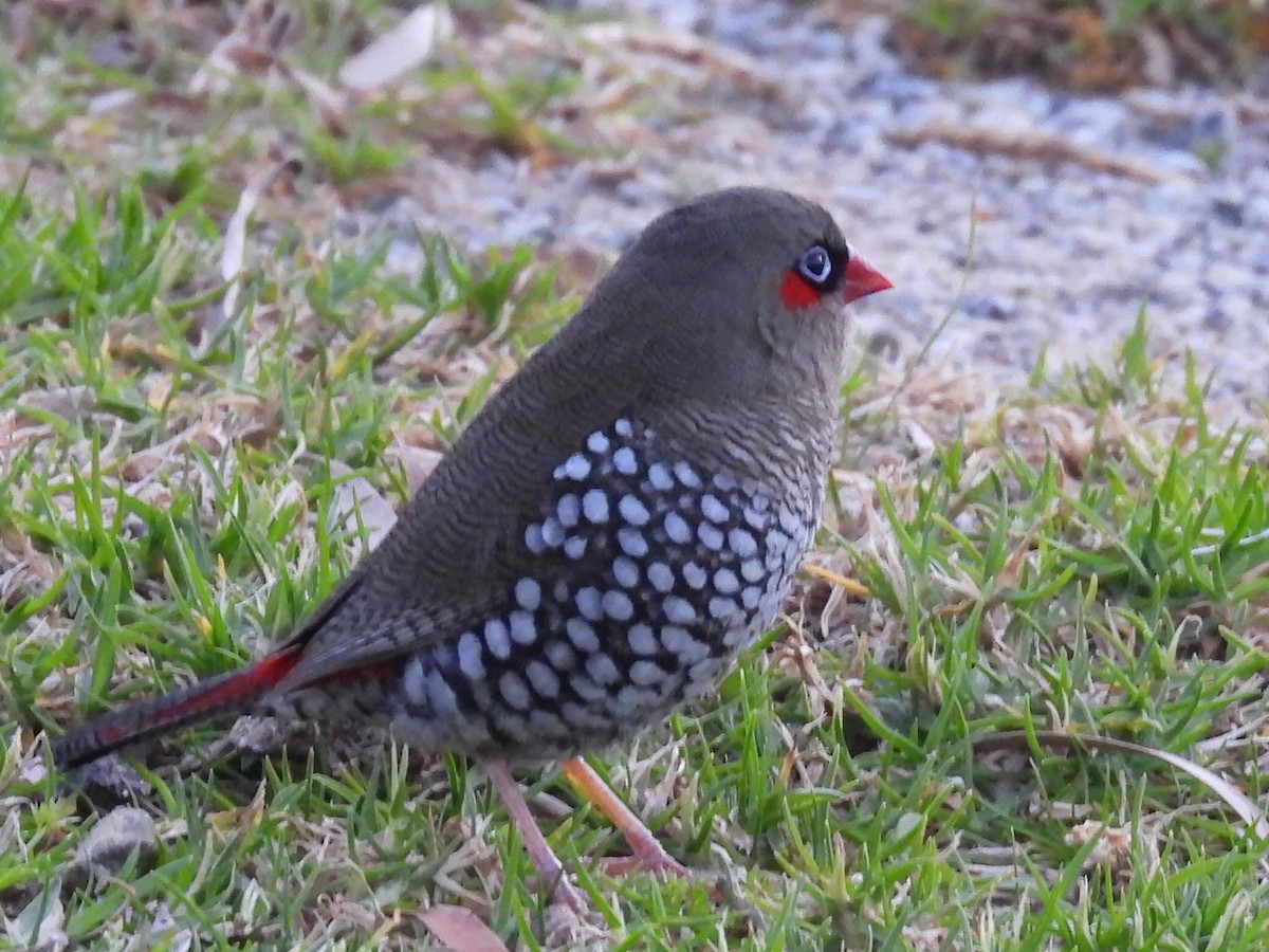 Red-eared Firetail - ML623067096