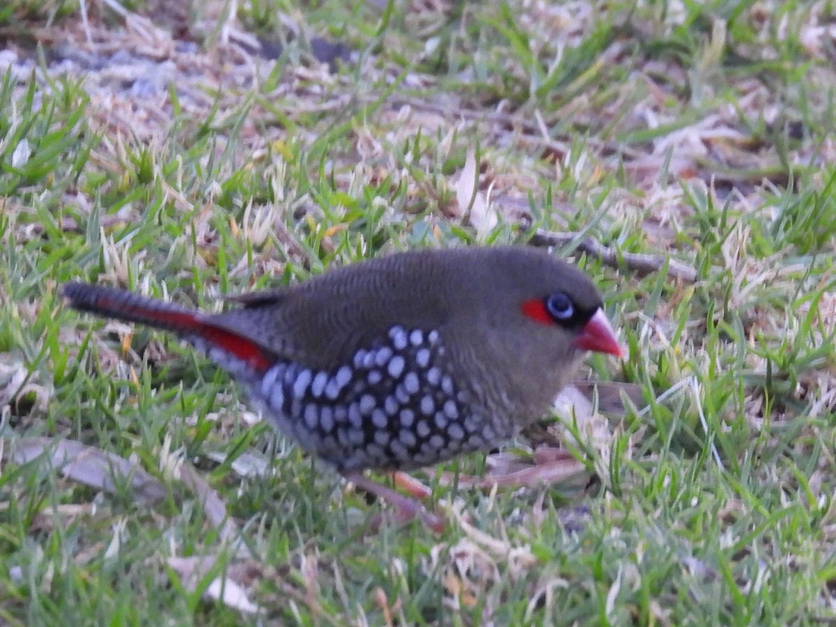 Red-eared Firetail - ML623067098