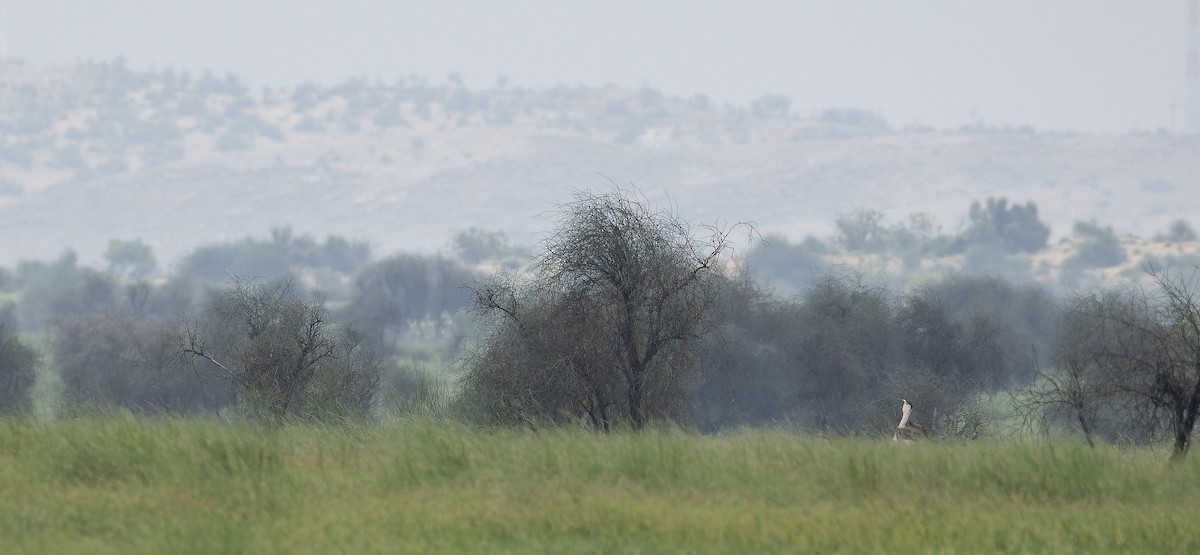 Great Indian Bustard - ML623067111