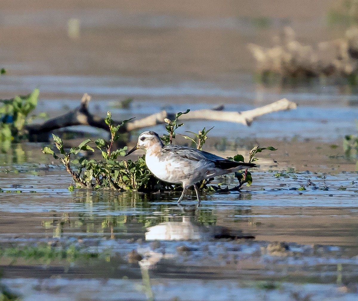 Red Phalarope - ML623067211