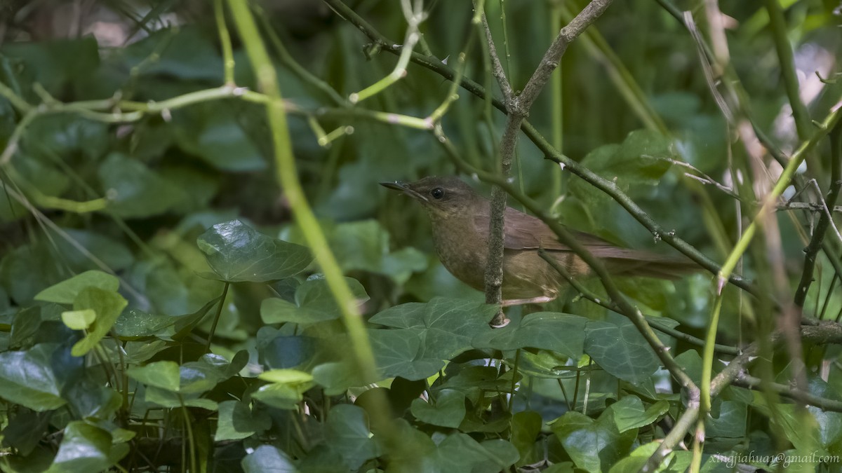 Gray's Grasshopper Warbler - Jiahua Xing