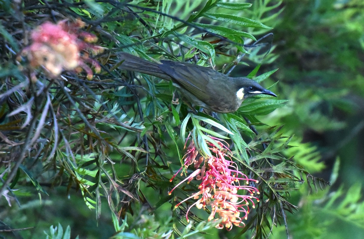 Lewin's Honeyeater - ML623067324