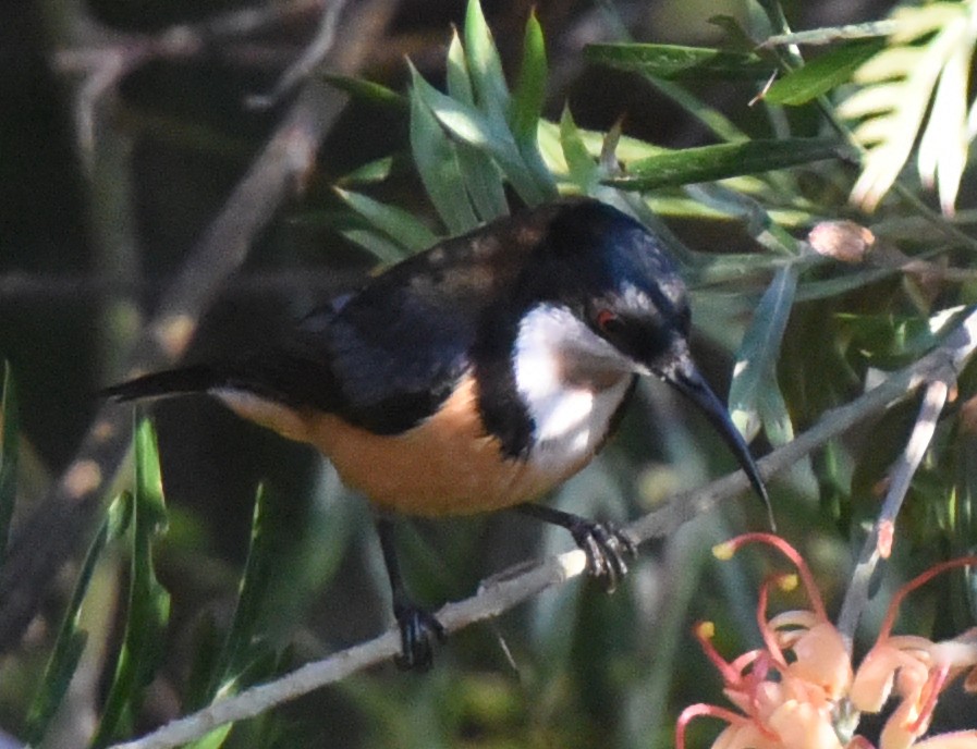 Eastern Spinebill - ML623067338