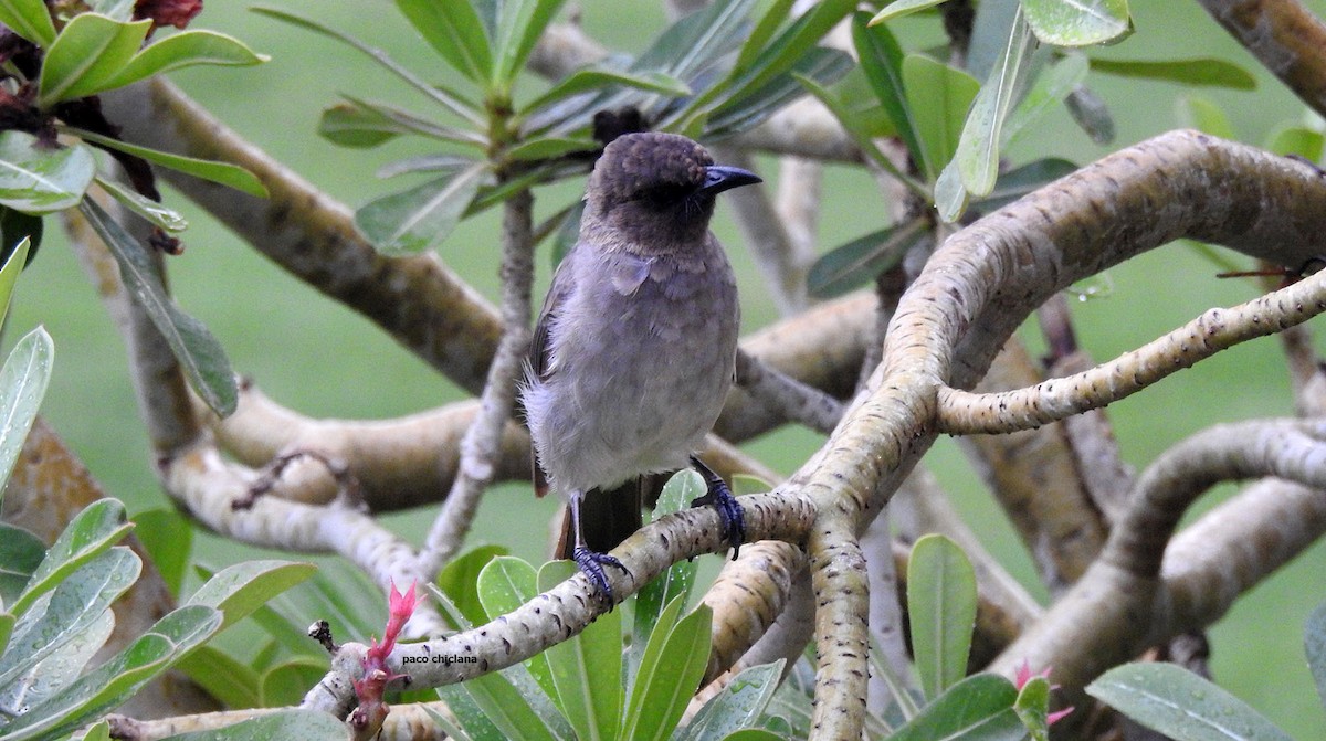 Common Bulbul - Paco Chiclana