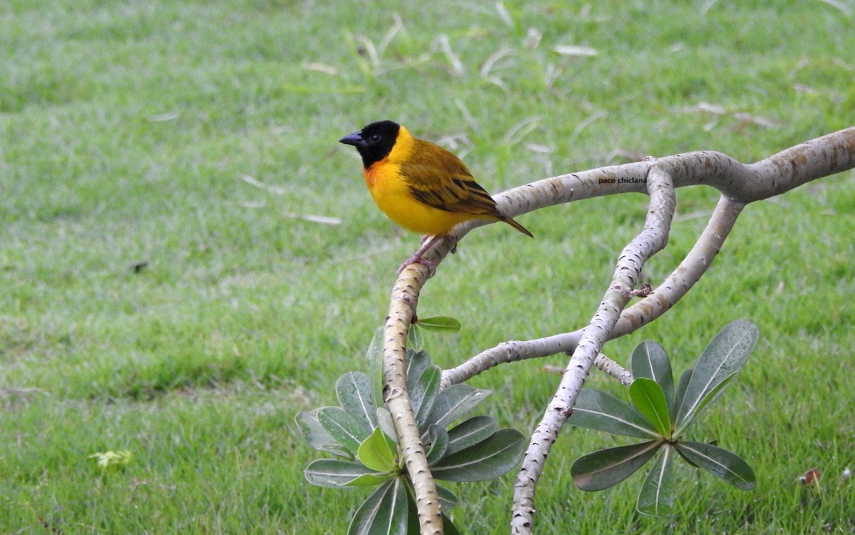 Black-headed Weaver - ML623067348