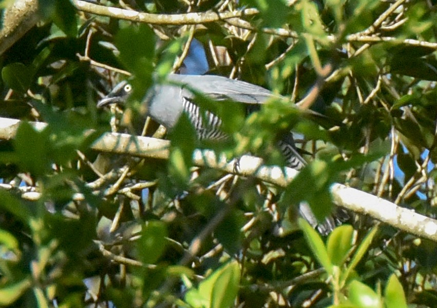 Barred Cuckooshrike - ML623067352