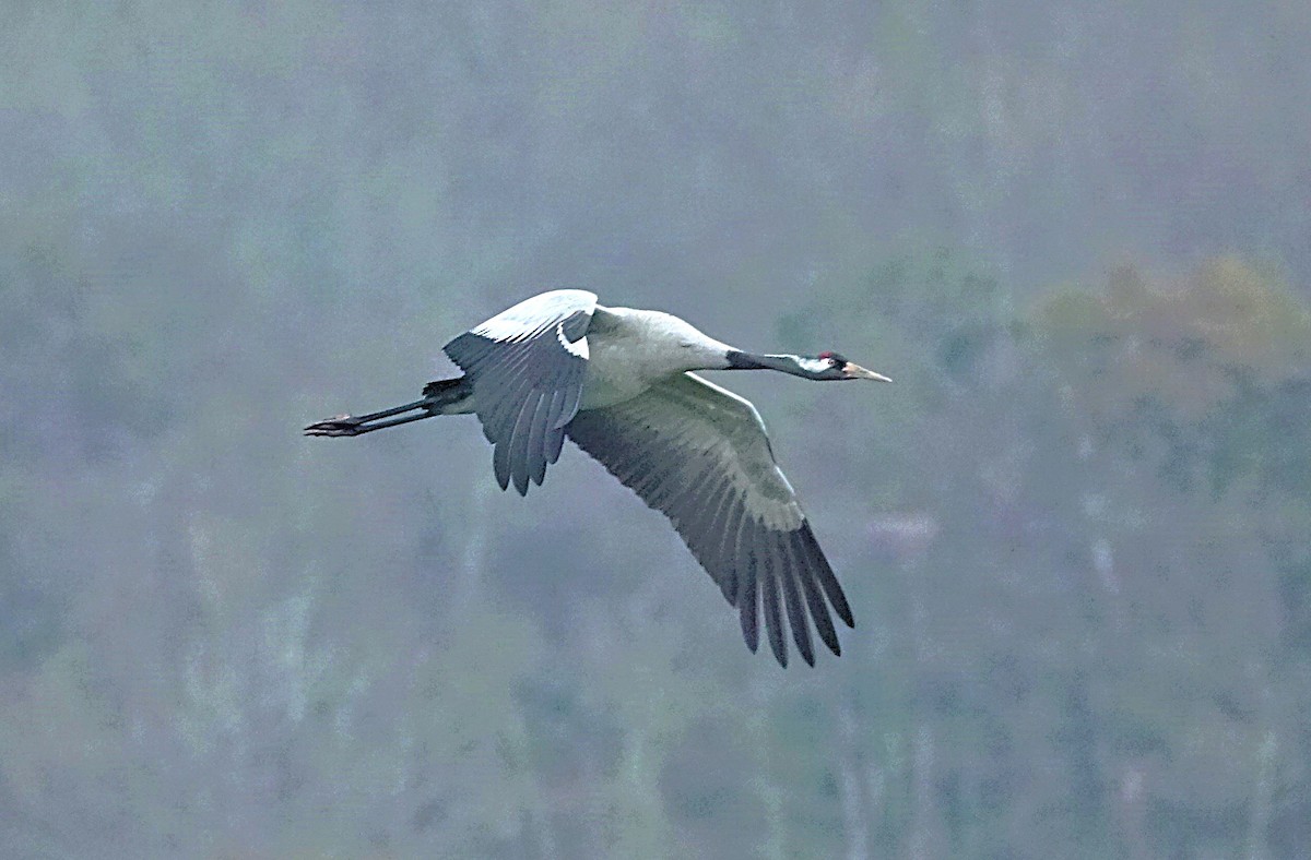 Common Crane - ML623067354