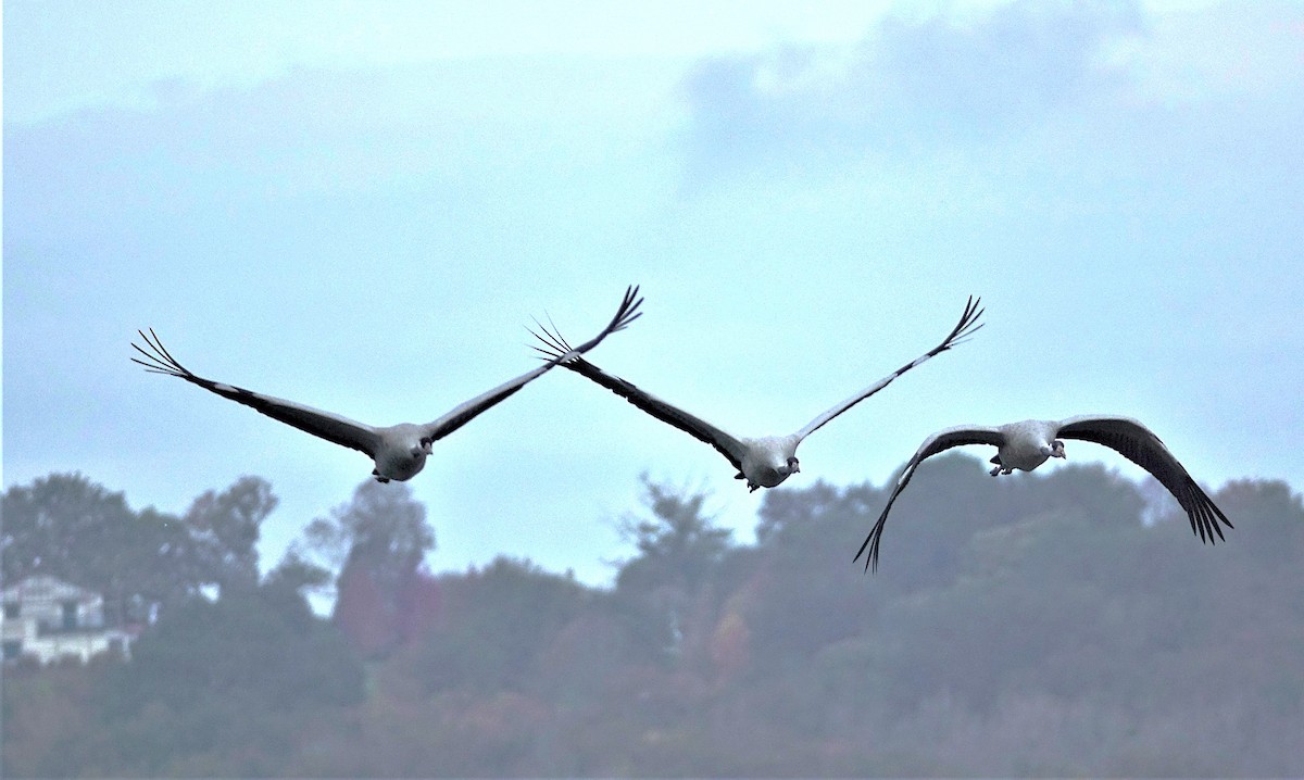 Common Crane - ML623067355