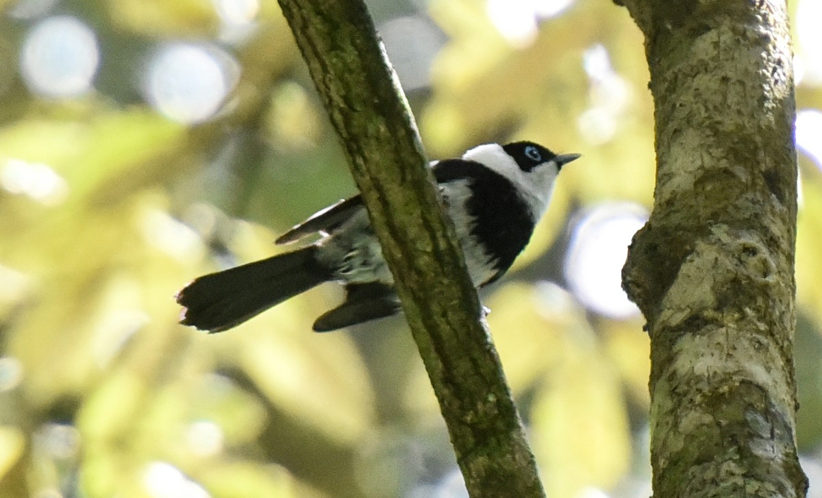 Pied Monarch - ML623067358