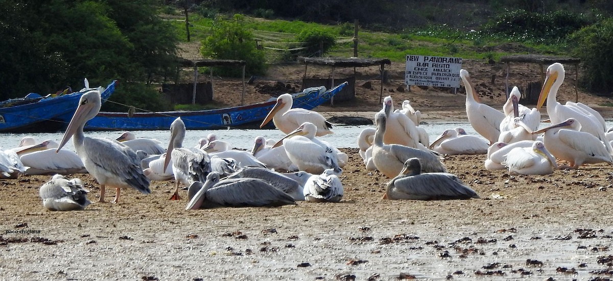 Pink-backed Pelican - ML623067359