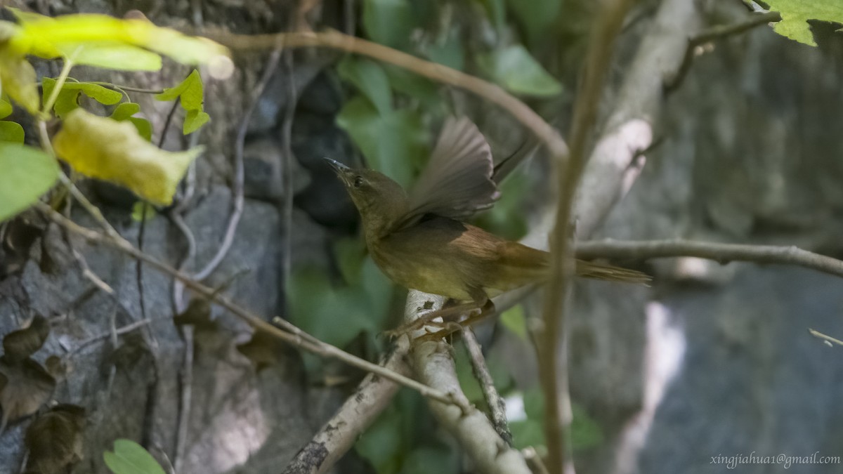 Gray's Grasshopper Warbler - ML623067367