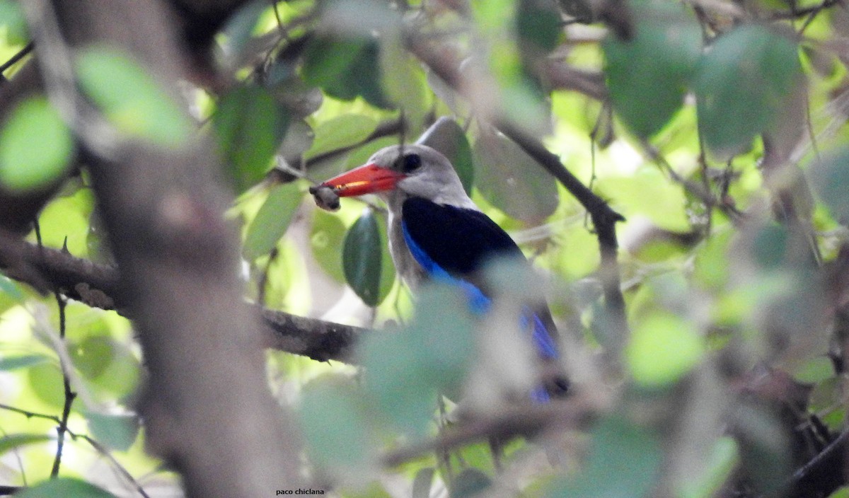 Gray-headed Kingfisher - ML623067372