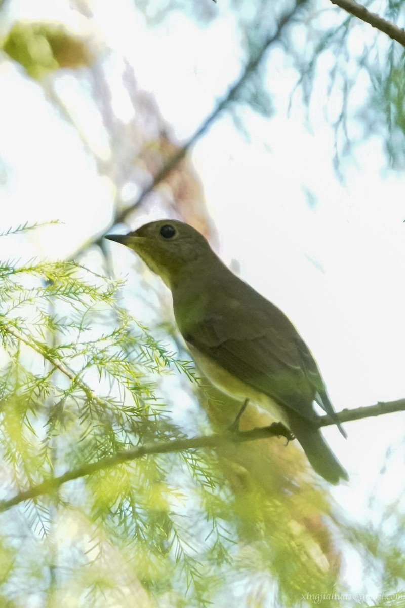 Blue-and-white Flycatcher - ML623067414