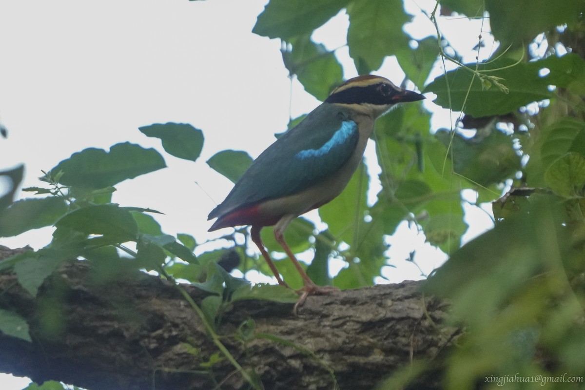 Fairy Pitta - ML623067417