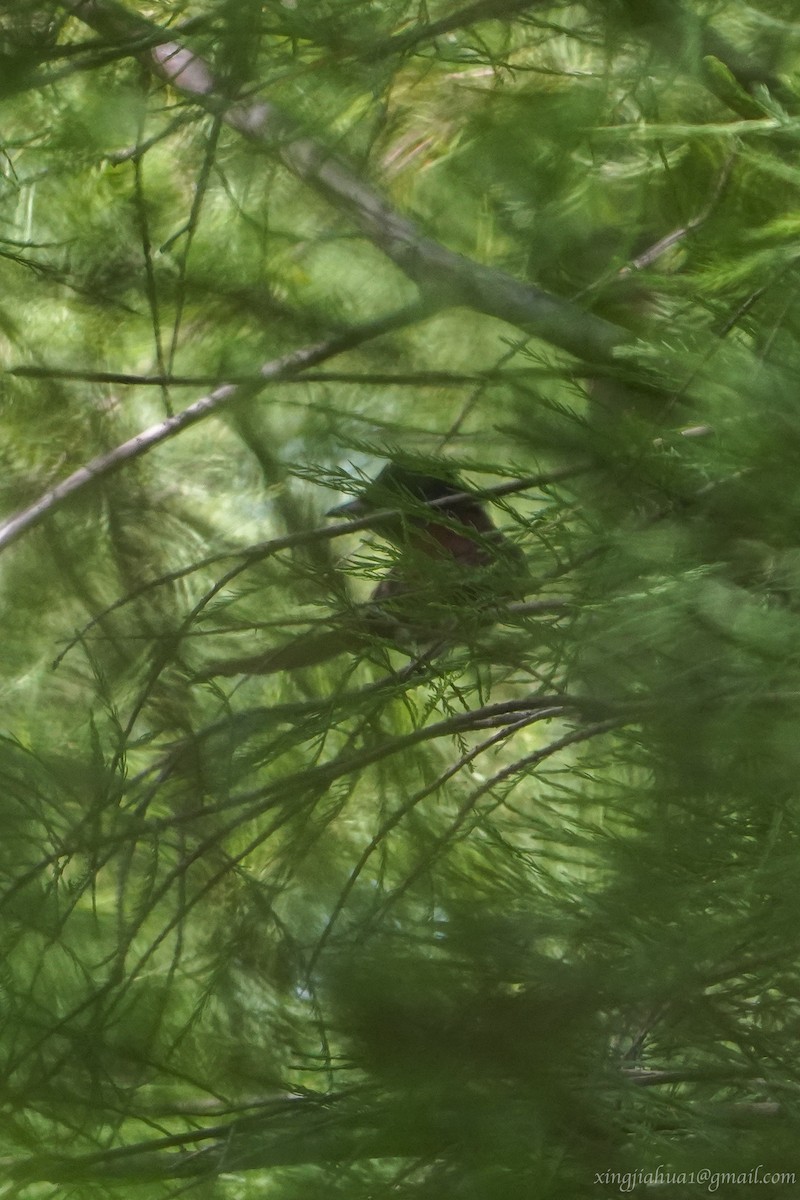 Black Paradise-Flycatcher - ML623067420