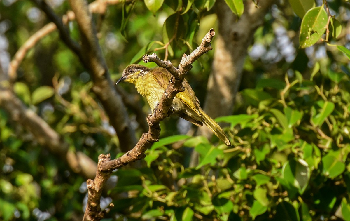 Green Oriole - ML623067421