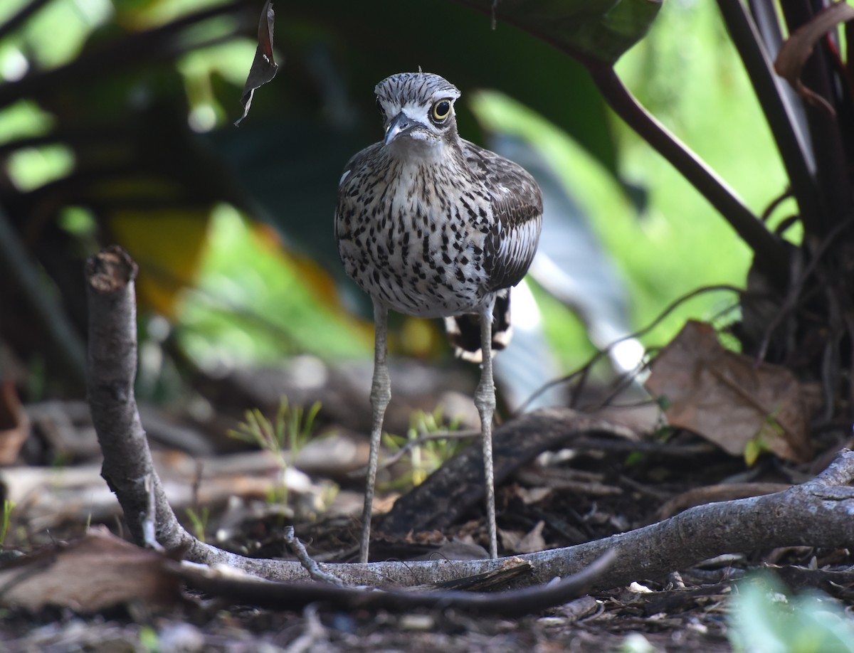 Bush Thick-knee - ML623067440