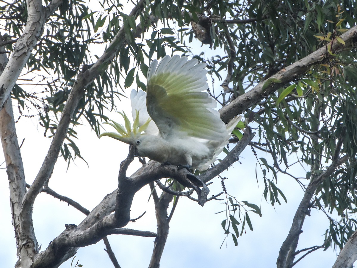 Sulphur-crested Cockatoo - ML623067442