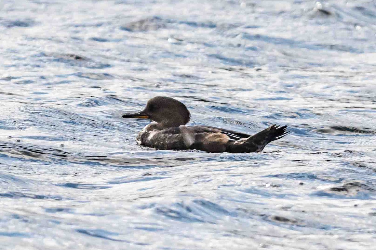 Hooded Merganser - Frank King