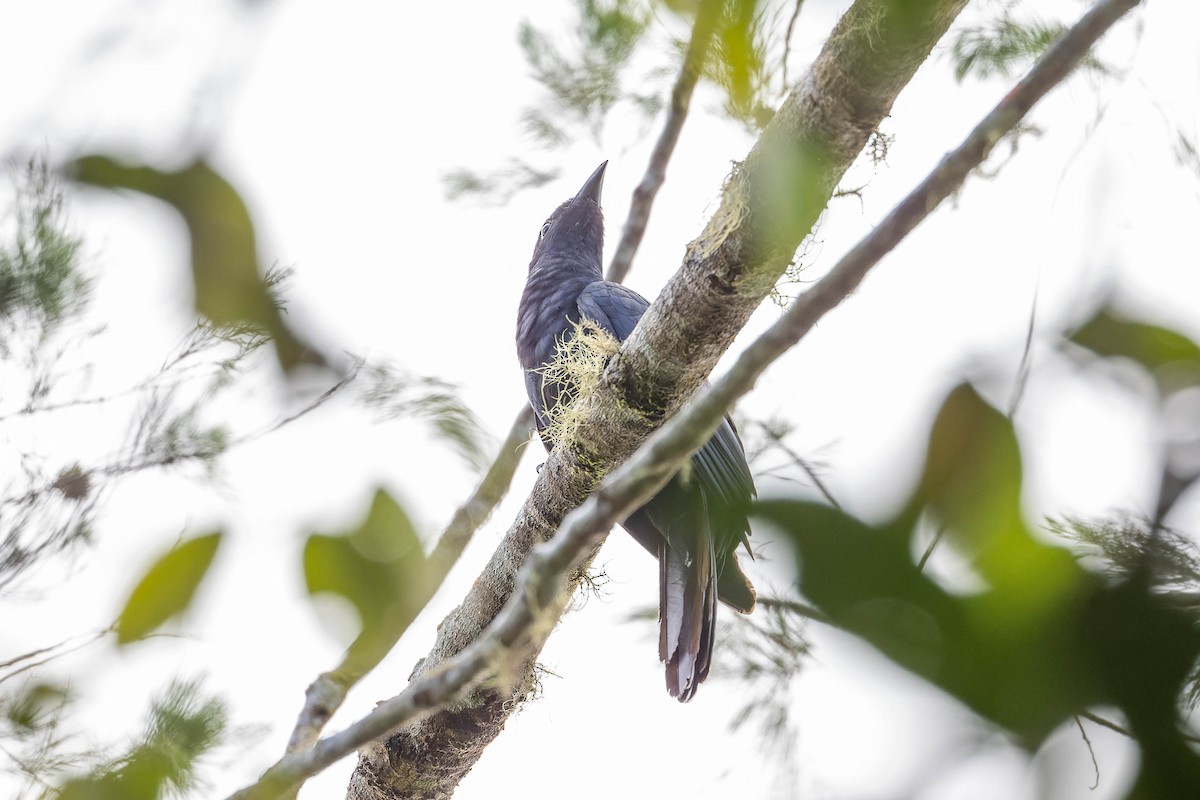White-crowned Cuckoo - ML623067530